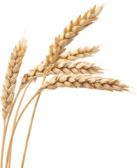 wheat-img